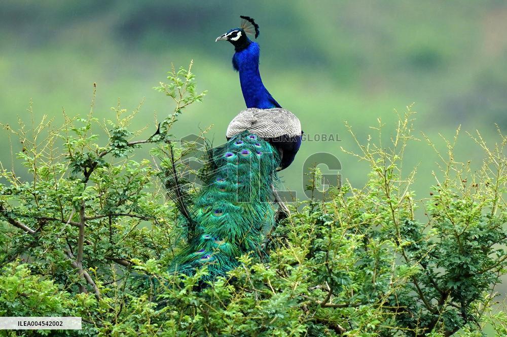 Peacock During the Monsoon Rain - India