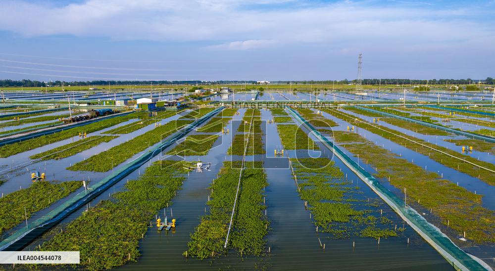 Intelligent Crab Farming Industry