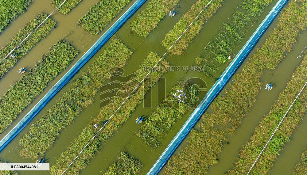 Intelligent Crab Farming Industry