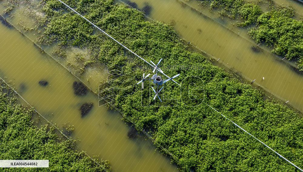 Intelligent Crab Farming Industry