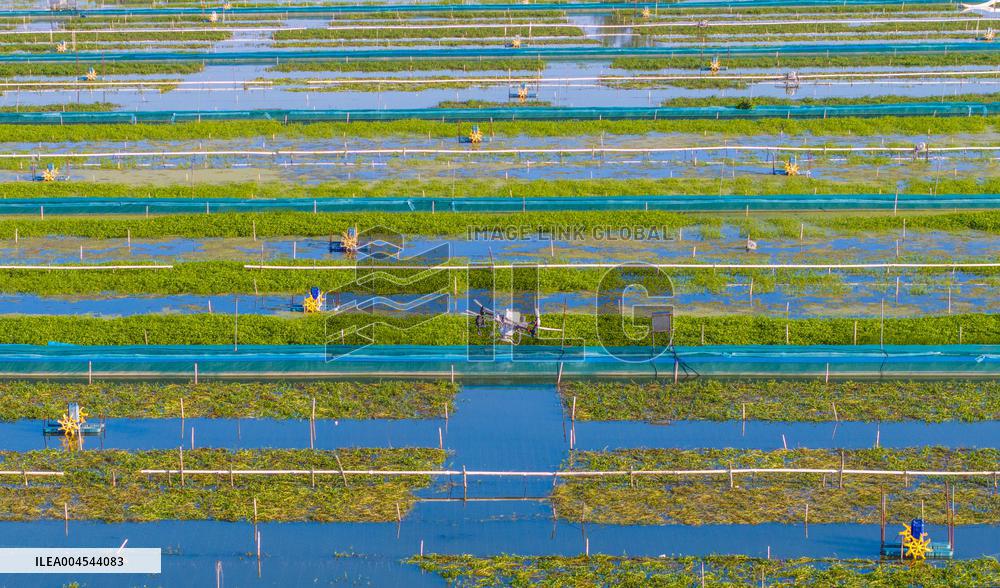 Intelligent Crab Farming Industry