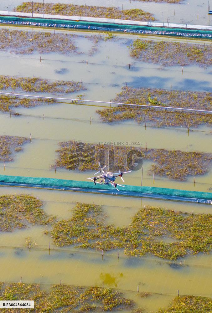 Intelligent Crab Farming Industry