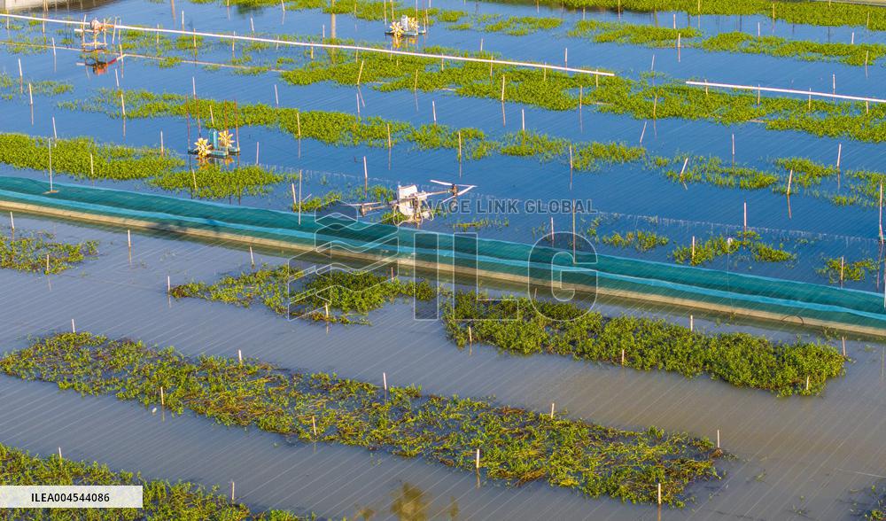 Intelligent Crab Farming Industry
