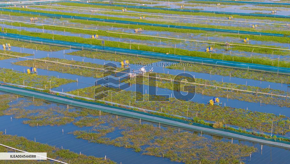 Intelligent Crab Farming Industry