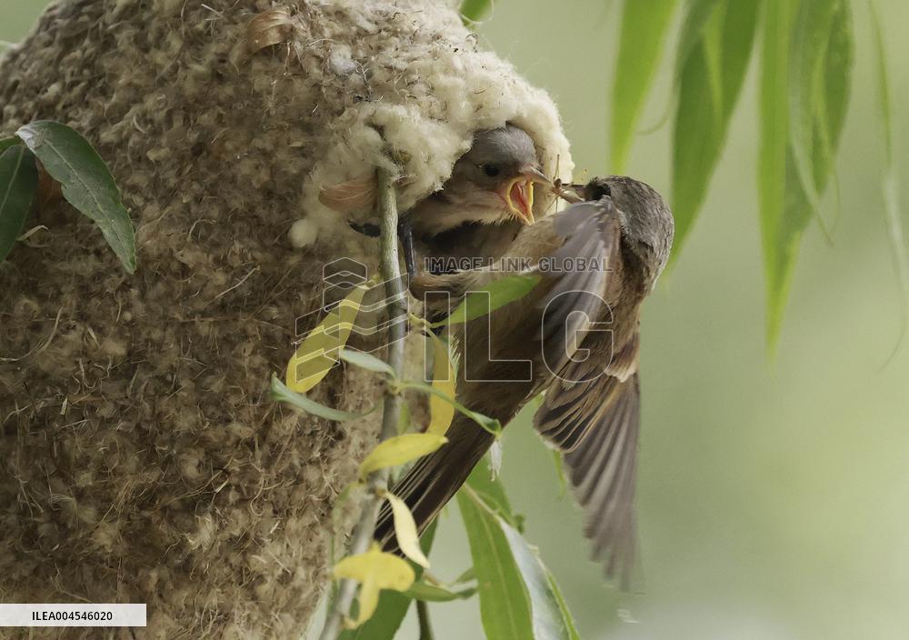 A Remiz Tit Feeding Its Young - China