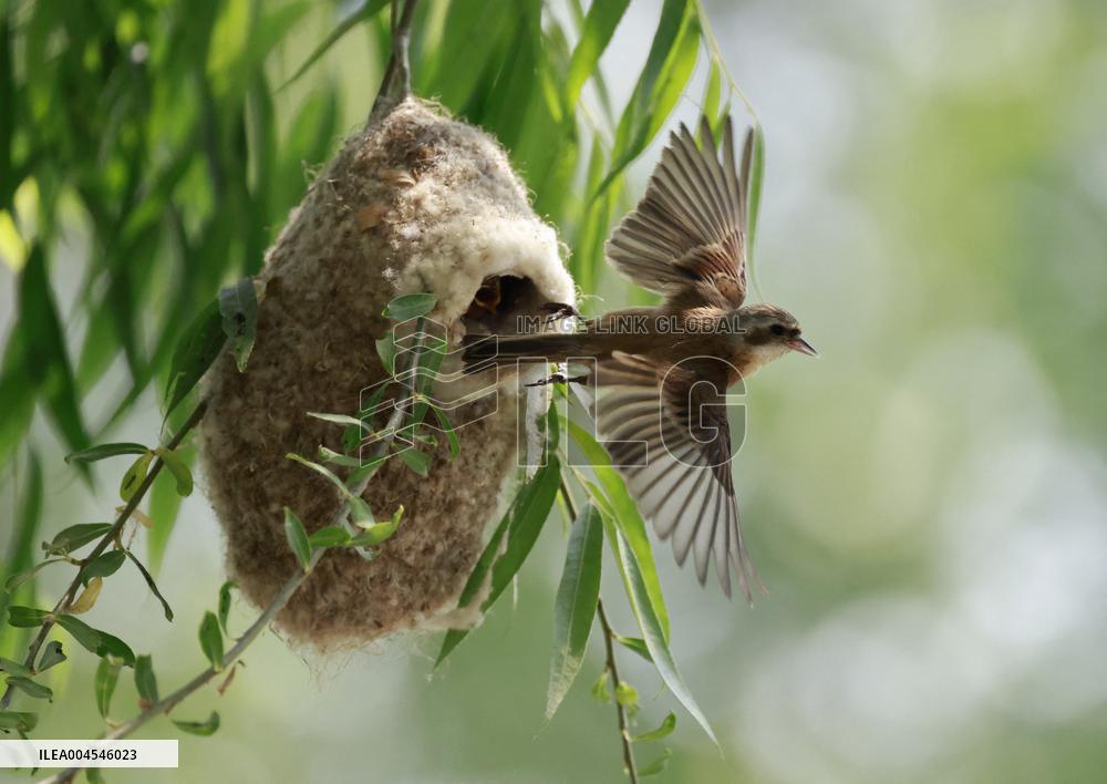 A Remiz Tit Feeding Its Young - China