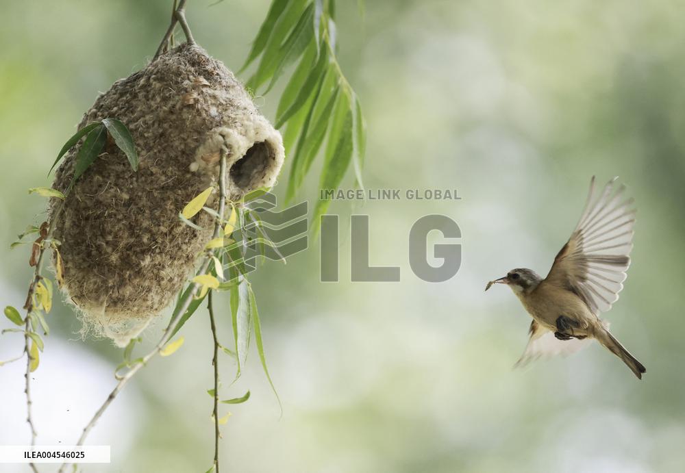 A Remiz Tit Feeding Its Young - China
