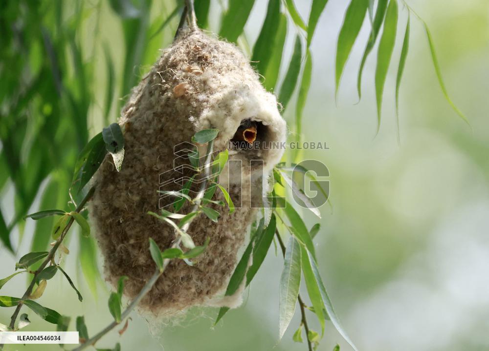 A Remiz Tit Feeding Its Young - China