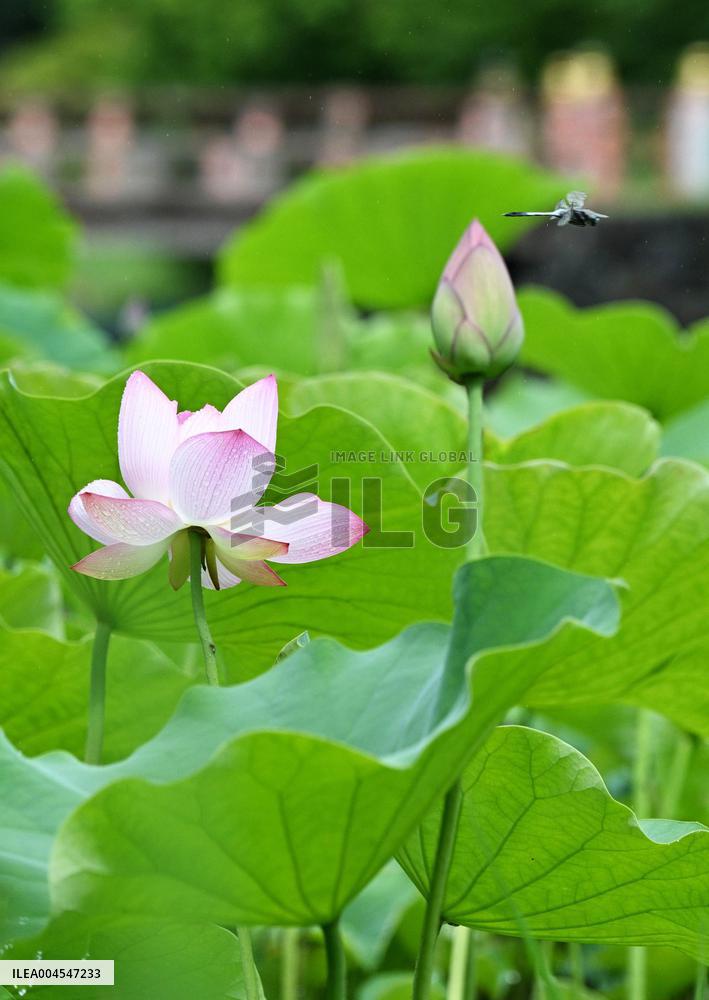 Lotus flower at northeastern Japan temple