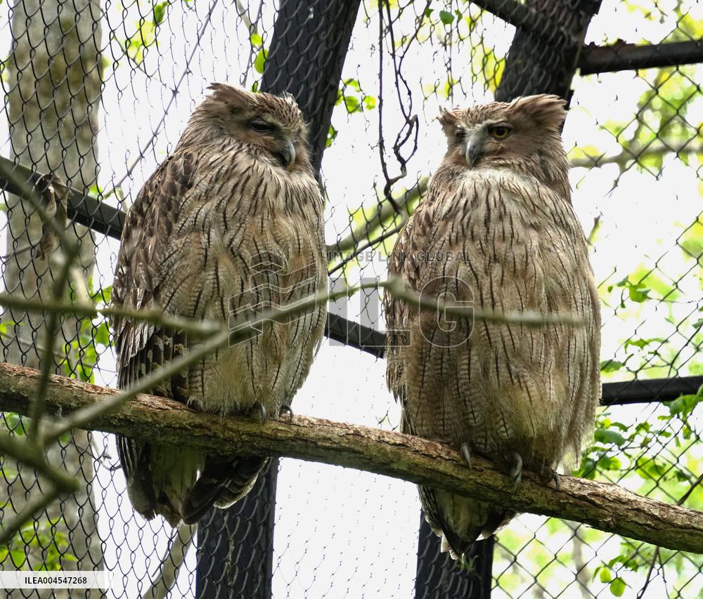 Blakiston's fish owls at northern Japan zoo