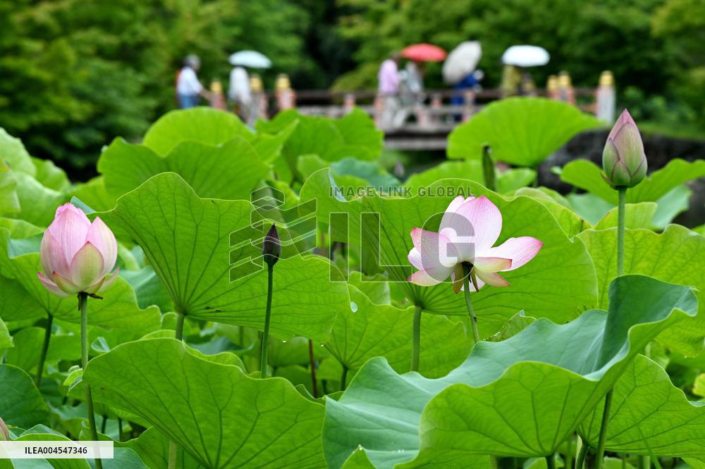 Lotus flower at northeastern Japan temple