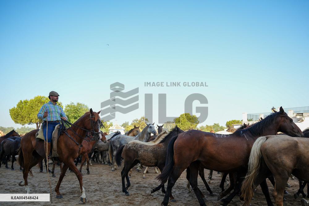 Traditional Saca De Yeguas - Spain