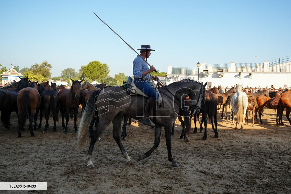 Traditional Saca De Yeguas - Spain