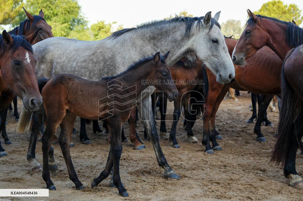 Traditional Saca De Yeguas - Spain