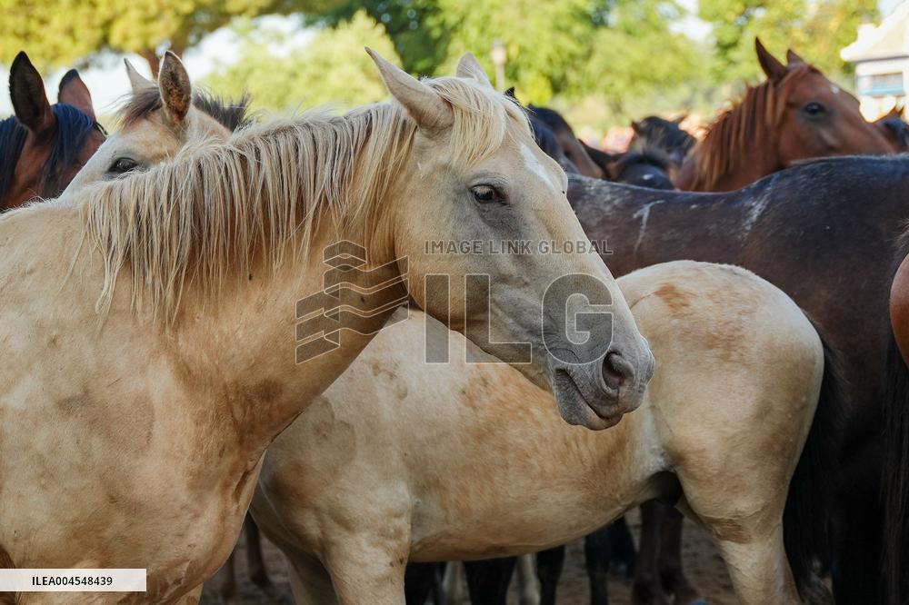 Traditional Saca De Yeguas - Spain
