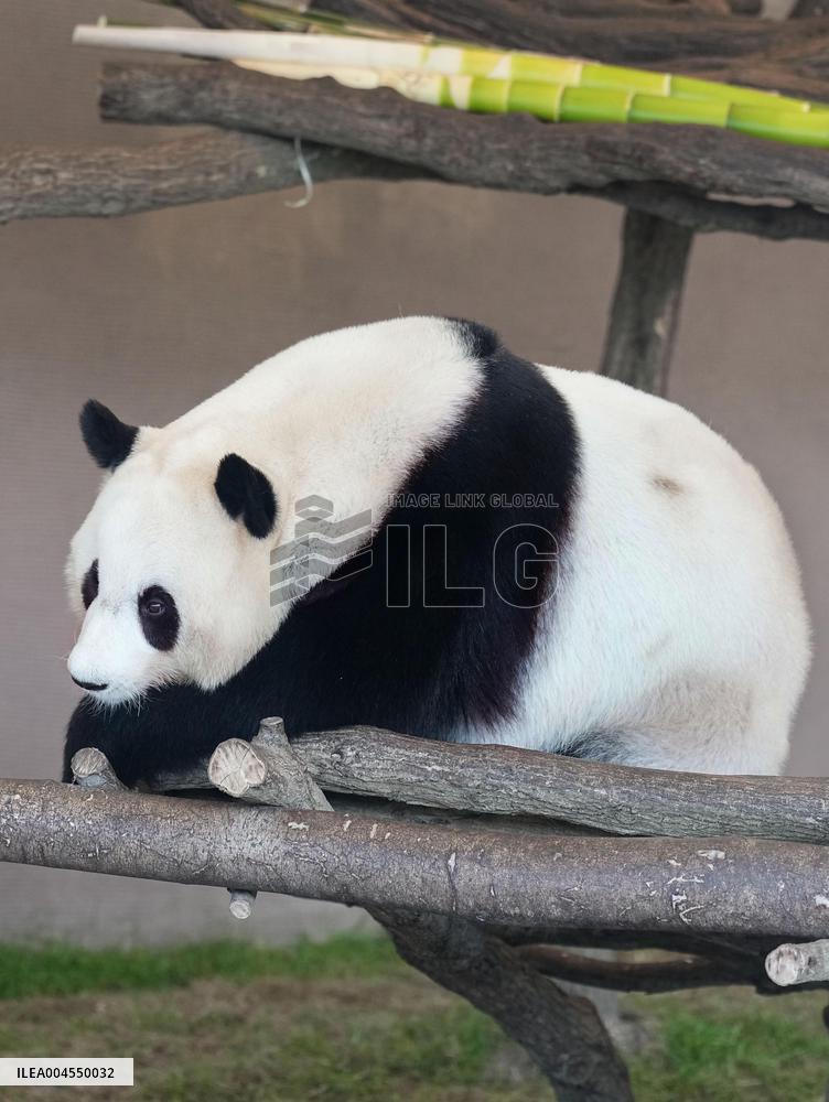 Four giant pandas at western Japan zoo to return to China