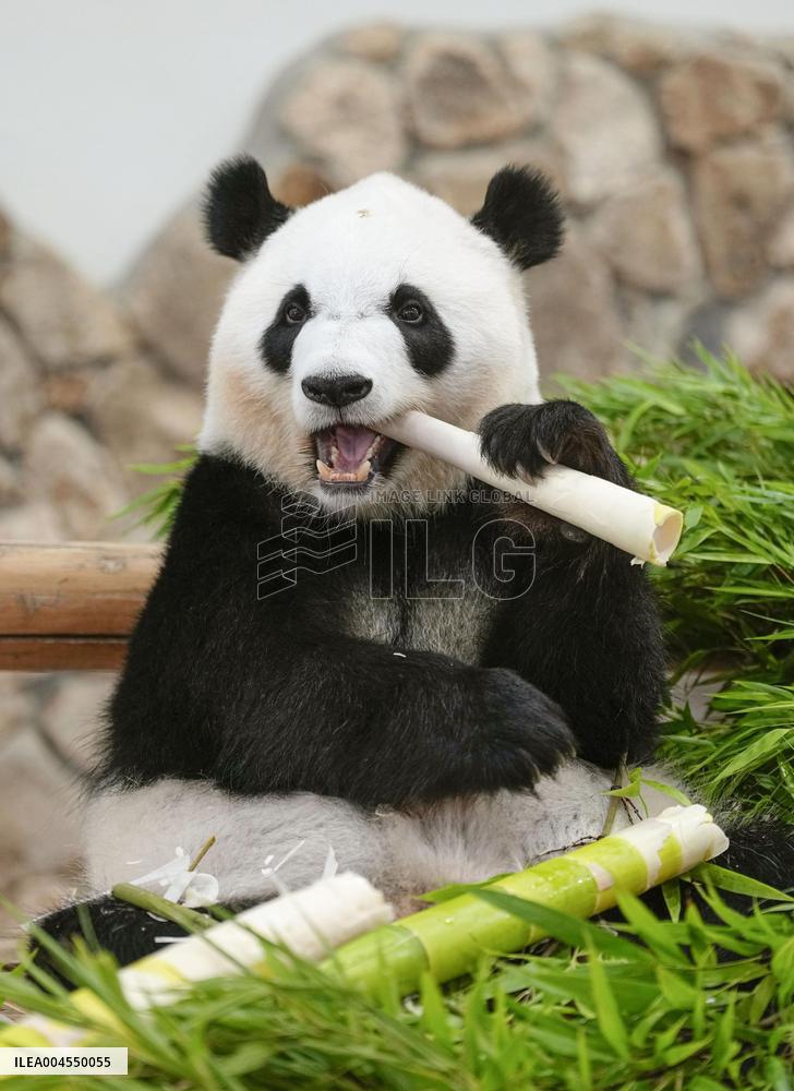 Four giant pandas at western Japan zoo to return to China