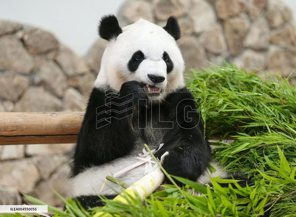 Four giant pandas at western Japan zoo to return to China