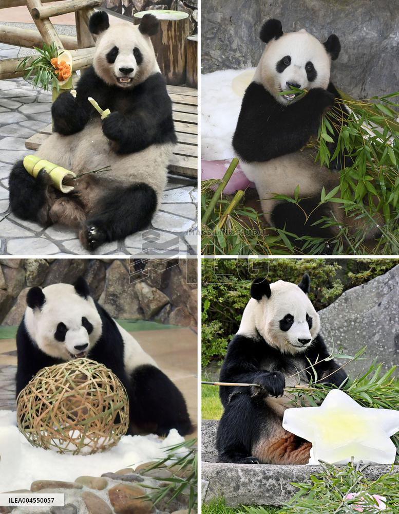 Four giant pandas at western Japan zoo