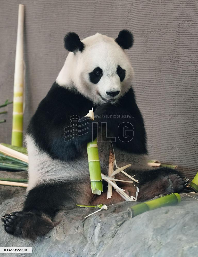 Four giant pandas at western Japan zoo to return to China