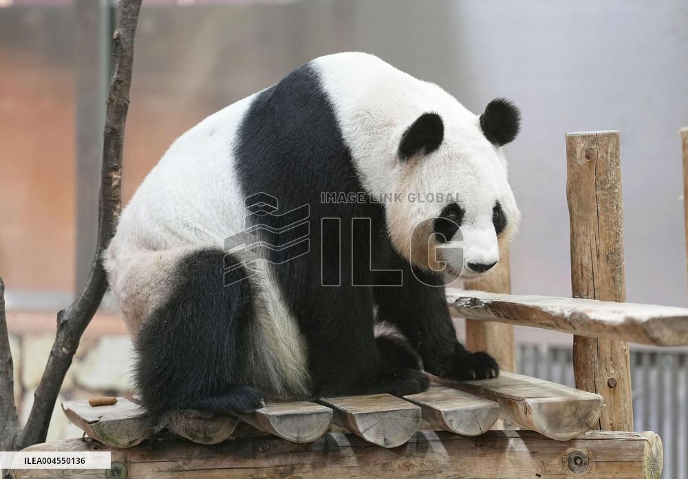 Four giant pandas at western Japan zoo to return to China
