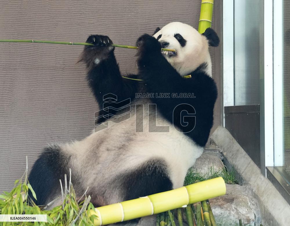 Four giant pandas at western Japan zoo to return to China