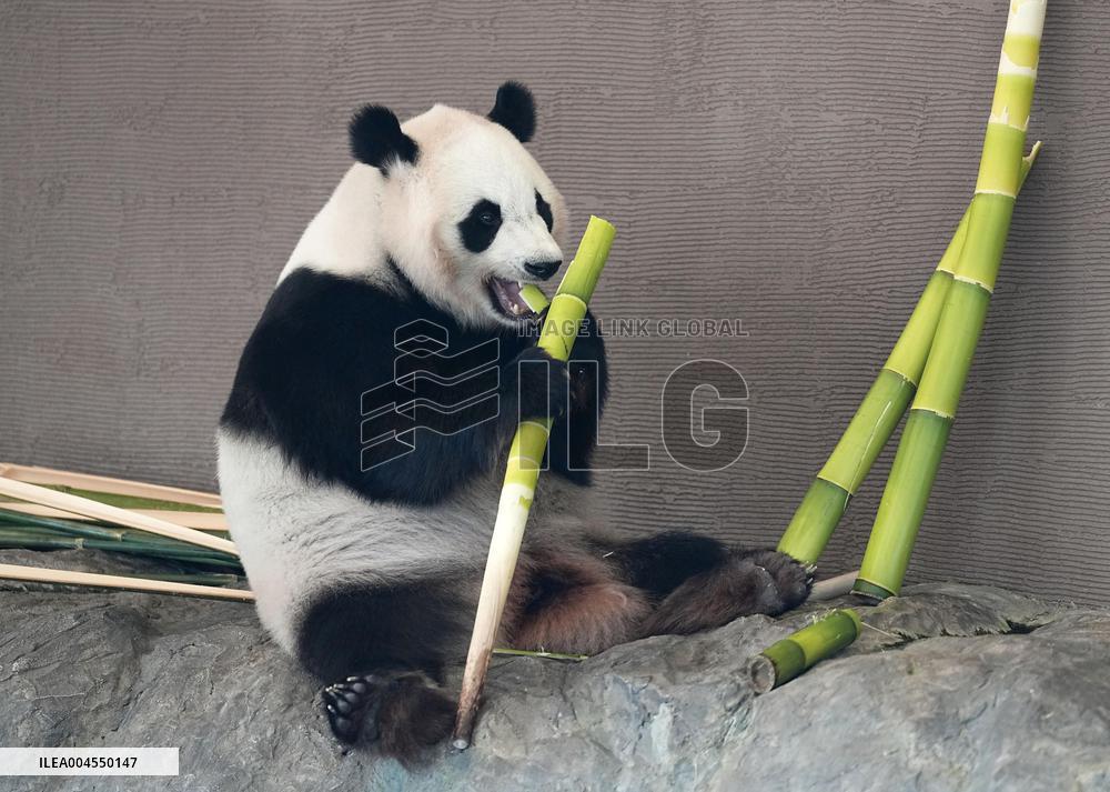 Four giant pandas at western Japan zoo to return to China