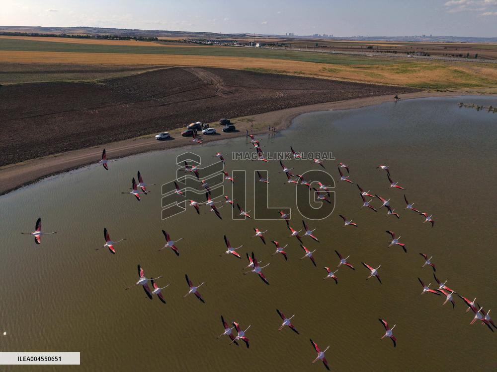Lamboyance of Flamingos - Turkey