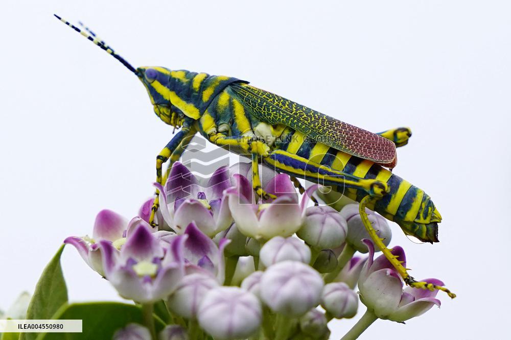 Painted Grasshopper Illustrations - India