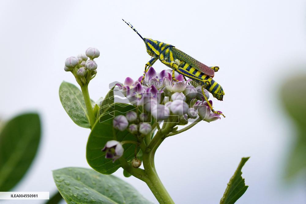 Painted Grasshopper Illustrations - India