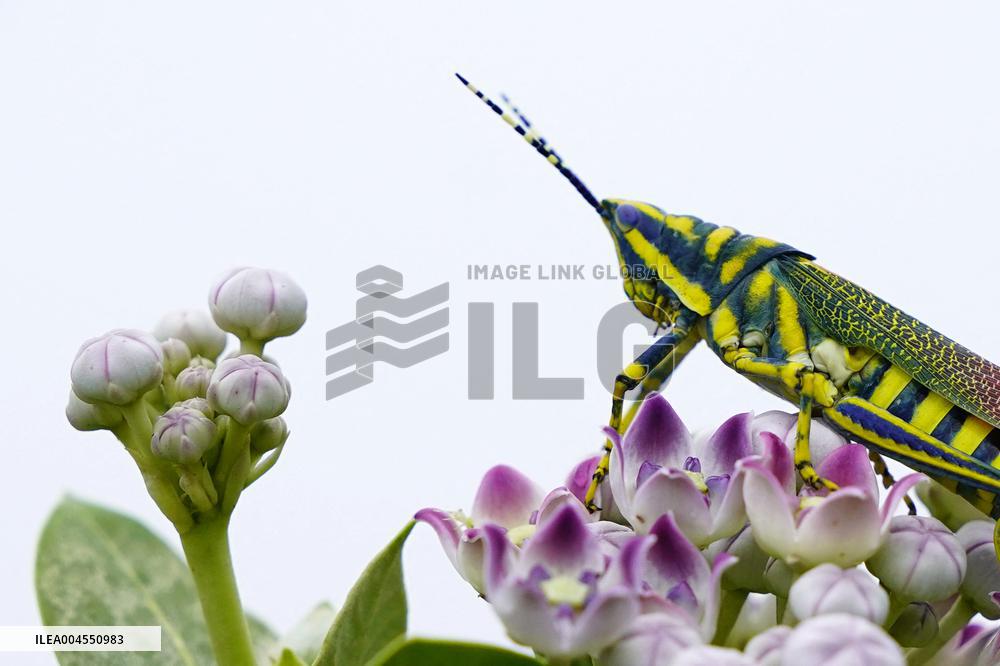 Painted Grasshopper Illustrations - India