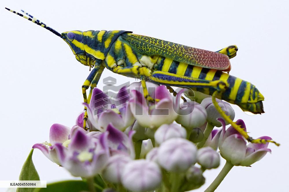Painted Grasshopper Illustrations - India