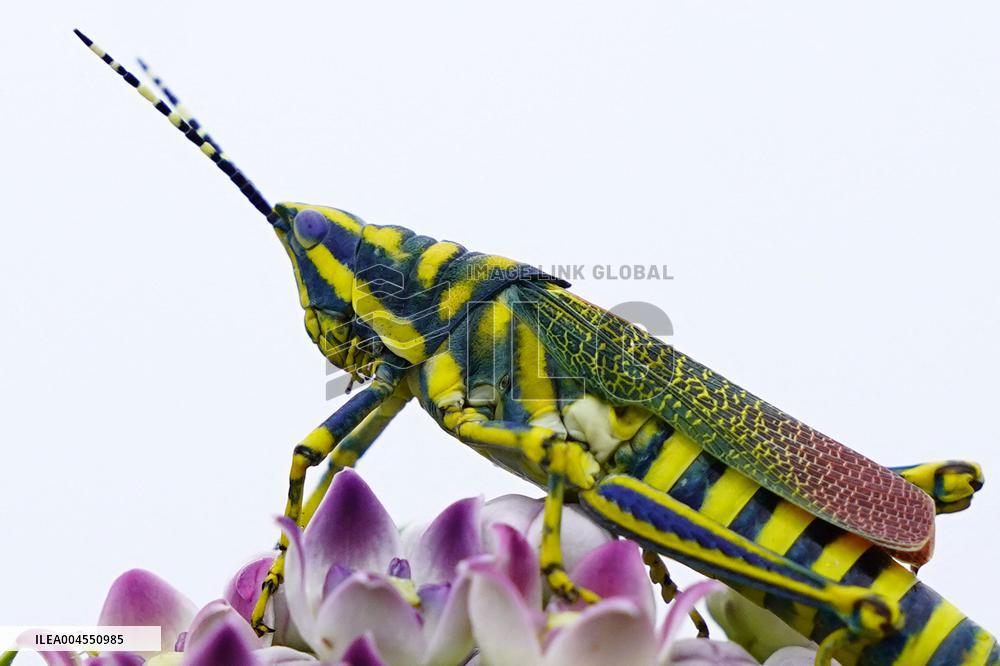 Painted Grasshopper Illustrations - India
