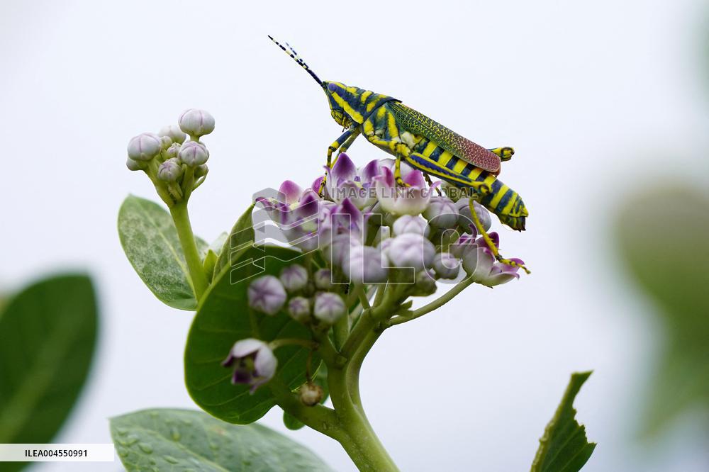 Painted Grasshopper Illustrations - India
