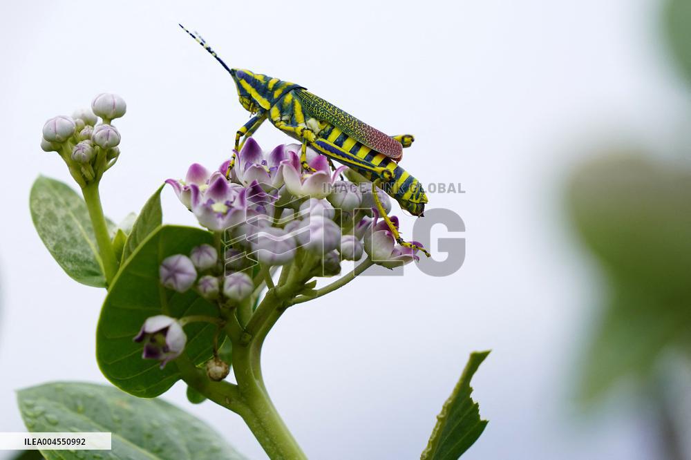 Painted Grasshopper Illustrations - India