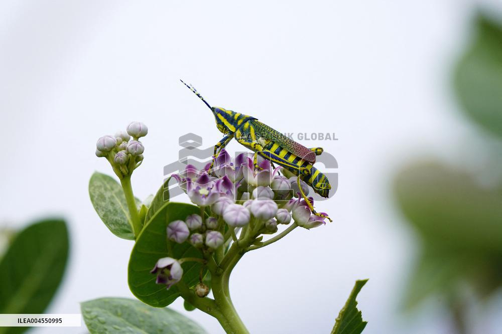 Painted Grasshopper Illustrations - India