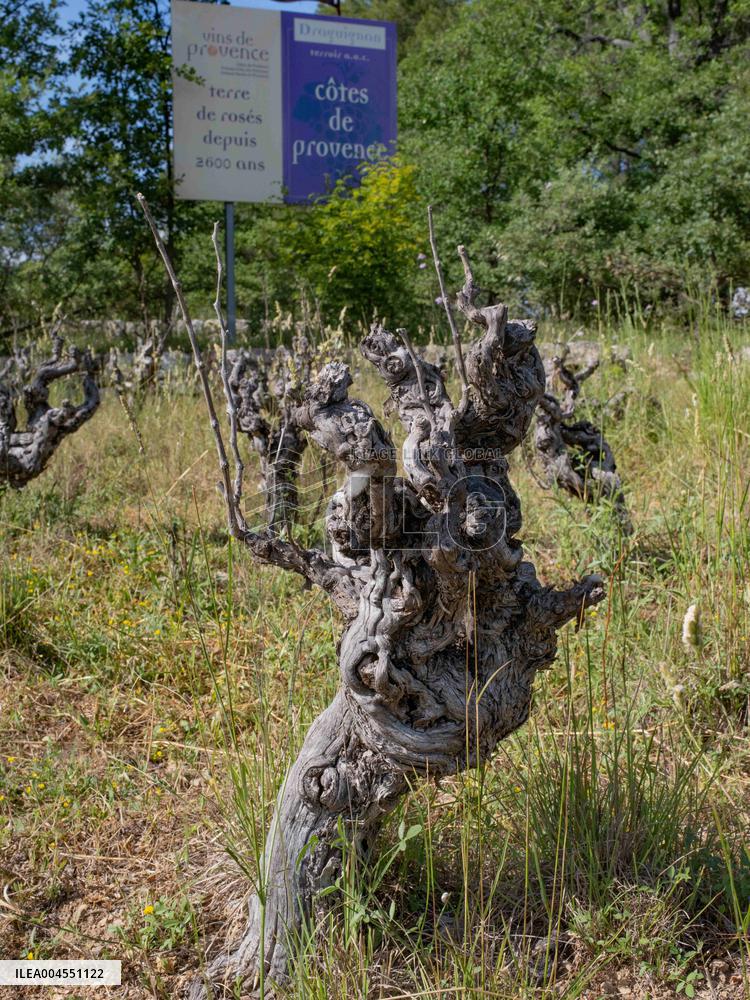 Abandoned Vineyards in Provence Highlight Overproduction Issues - Provence