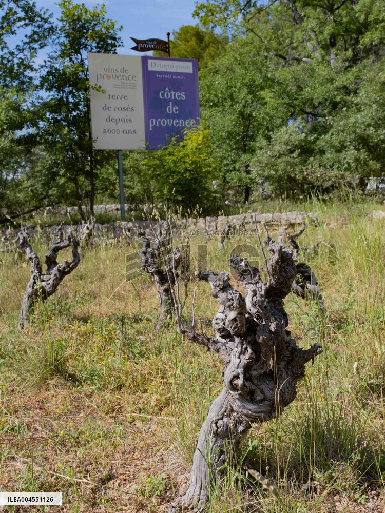 Abandoned Vineyards in Provence Highlight Overproduction Issues - Provence