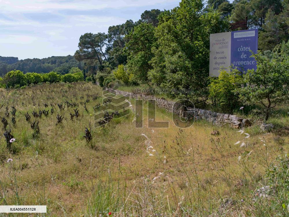 Abandoned Vineyards in Provence Highlight Overproduction Issues - Provence