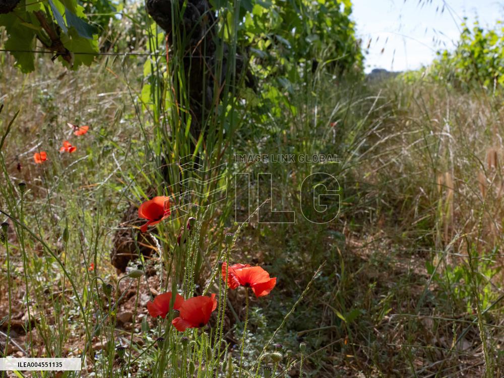 Provence Vineyards Poppies and Roses Signal Untreated Land - Provence