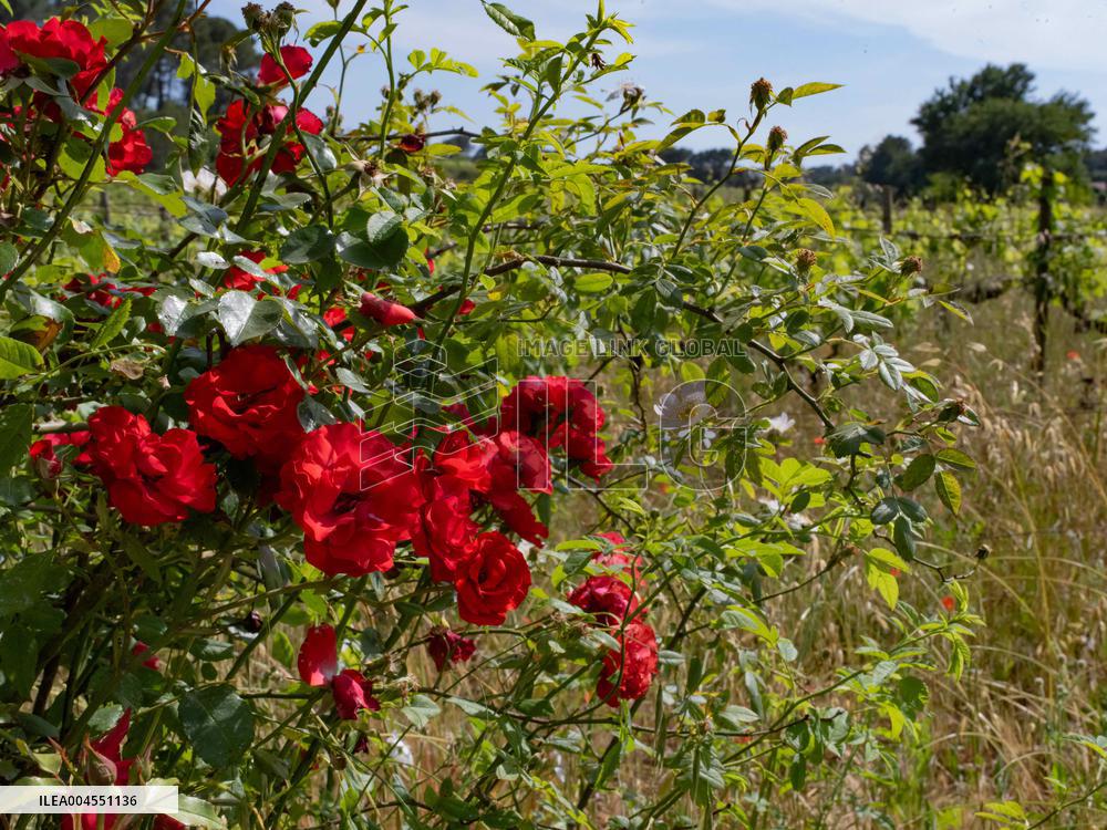 Provence Vineyards Poppies and Roses Signal Untreated Land - Provence