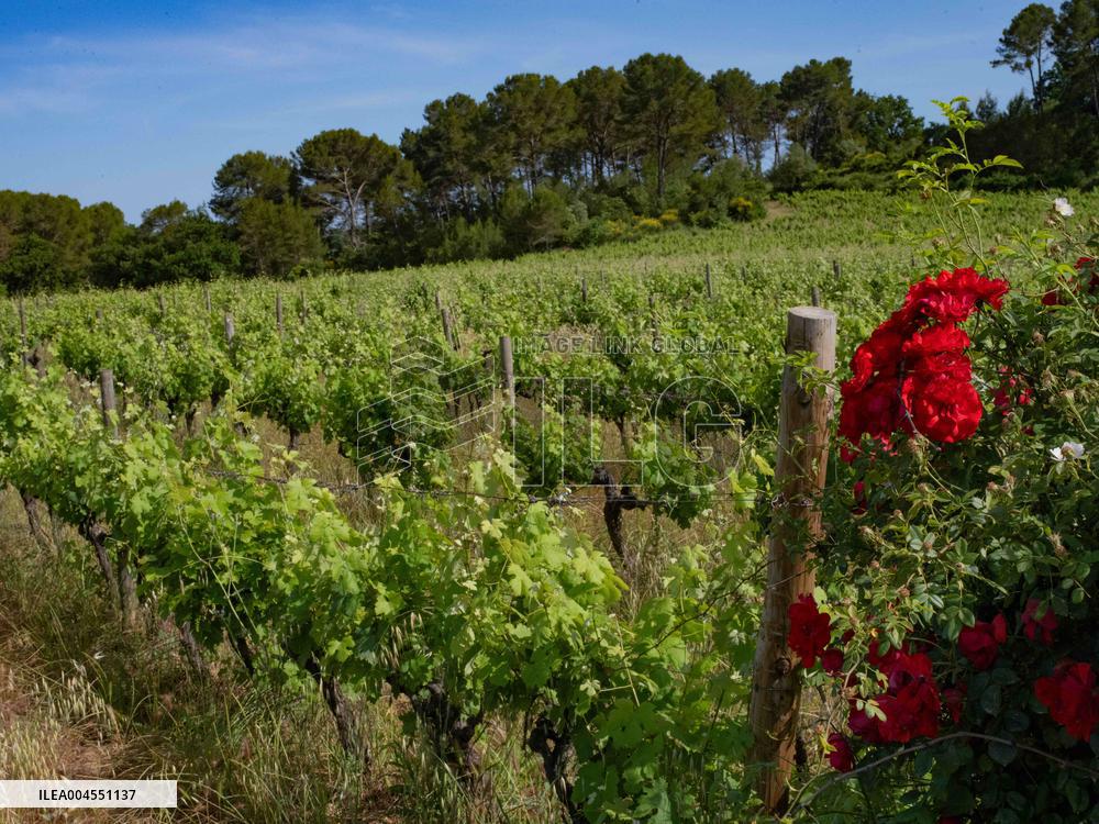 Provence Vineyards Poppies and Roses Signal Untreated Land - Provence