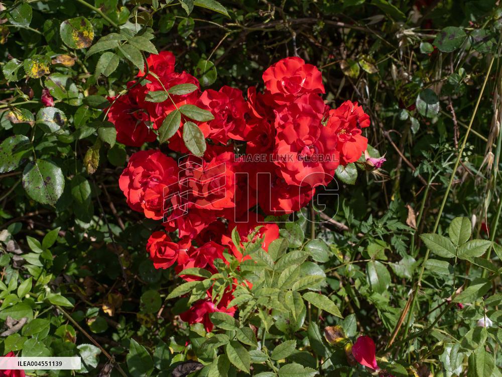 Provence Vineyards Poppies and Roses Signal Untreated Land - Provence