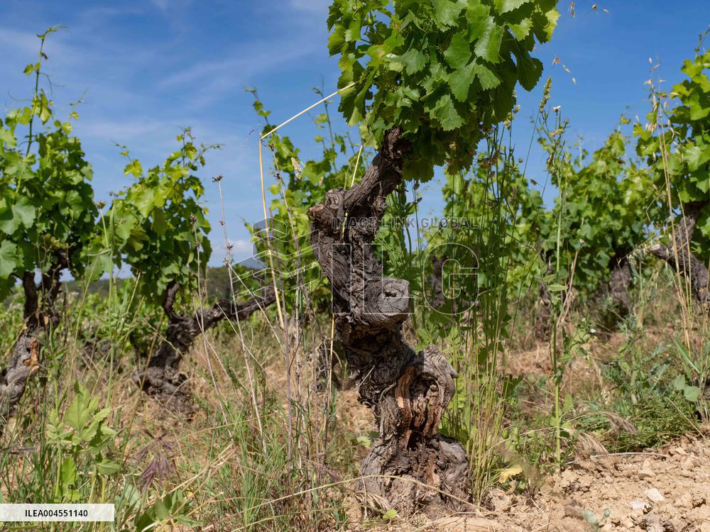 Provence Vineyards Poppies and Roses Signal Untreated Land - Provence