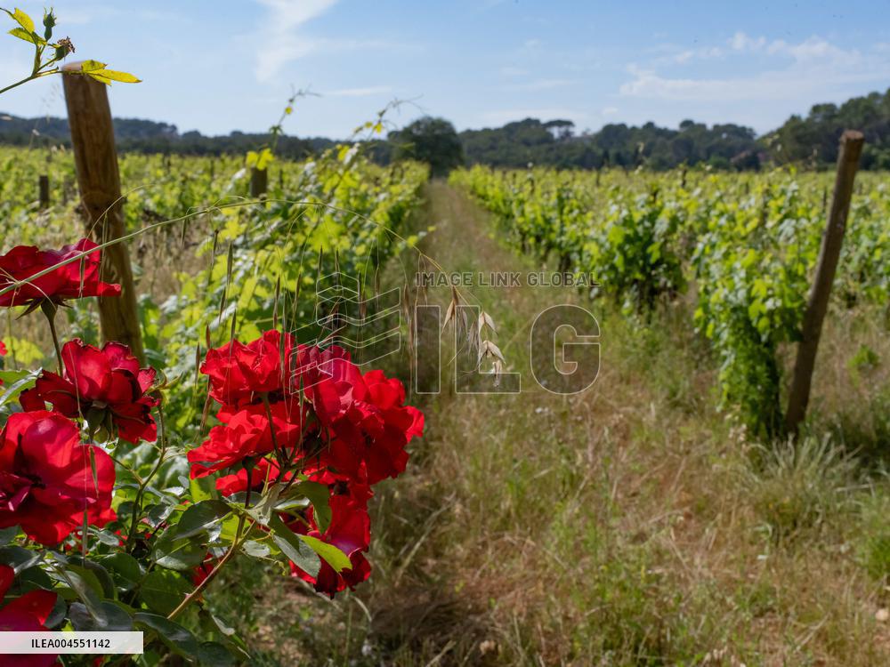 Provence Vineyards Poppies and Roses Signal Untreated Land - Provence