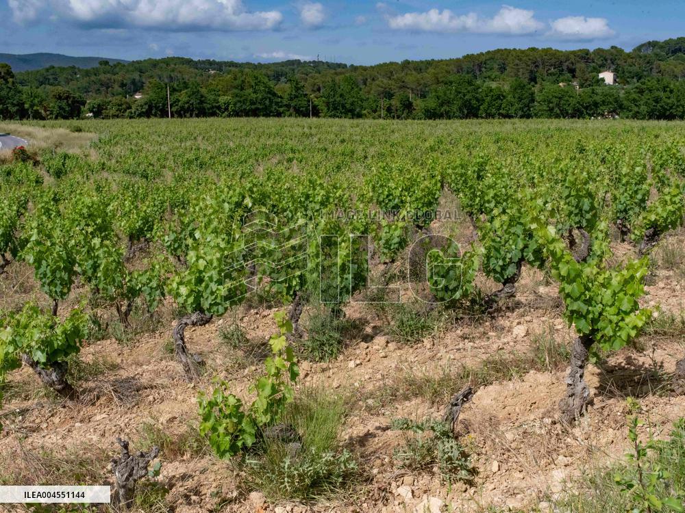 Provence Vineyards Poppies and Roses Signal Untreated Land - Provence