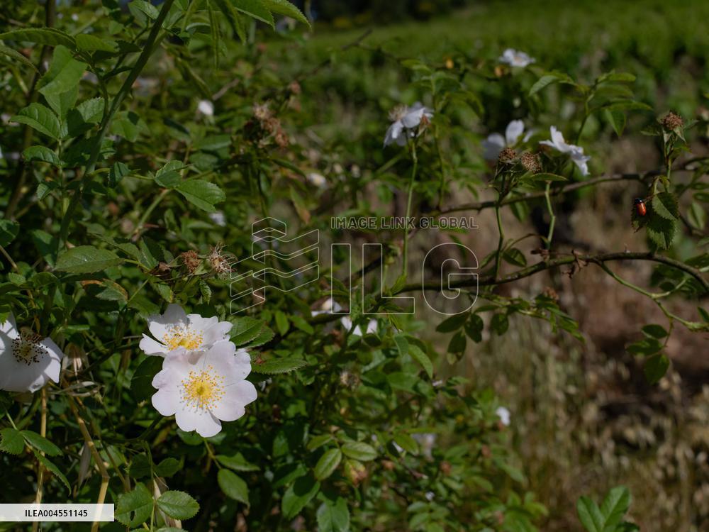 Provence Vineyards Poppies and Roses Signal Untreated Land - Provence