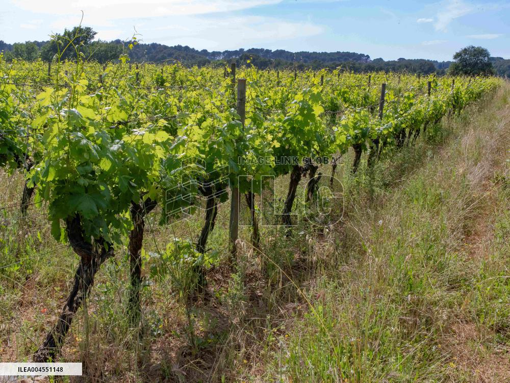 Provence Vineyards Poppies and Roses Signal Untreated Land - Provence