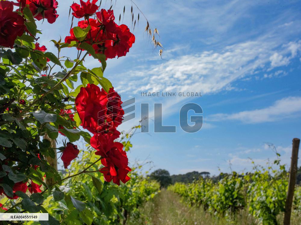Provence Vineyards Poppies and Roses Signal Untreated Land - Provence
