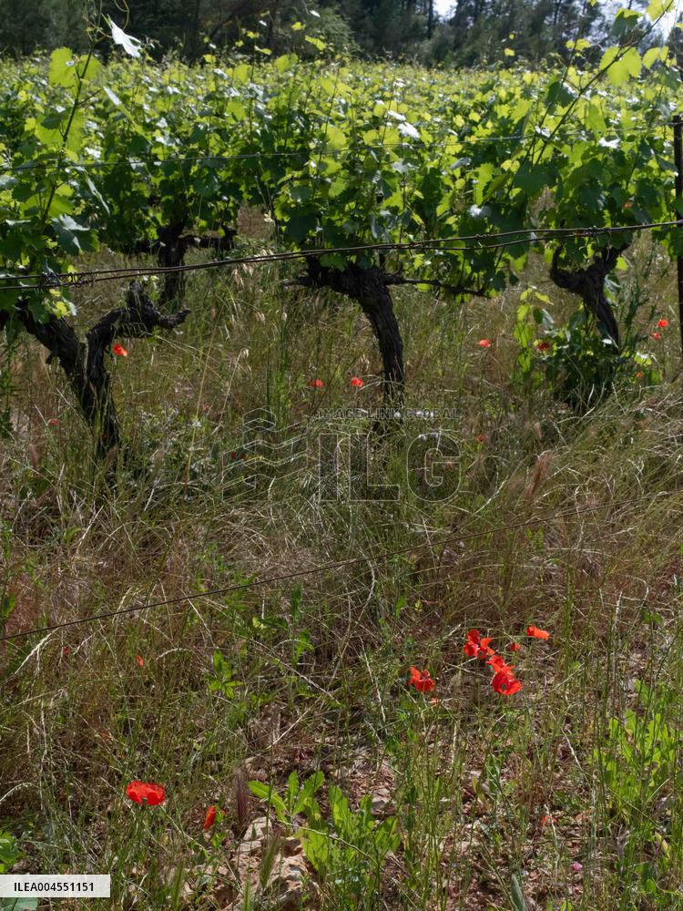 Provence Vineyards Poppies and Roses Signal Untreated Land - Provence